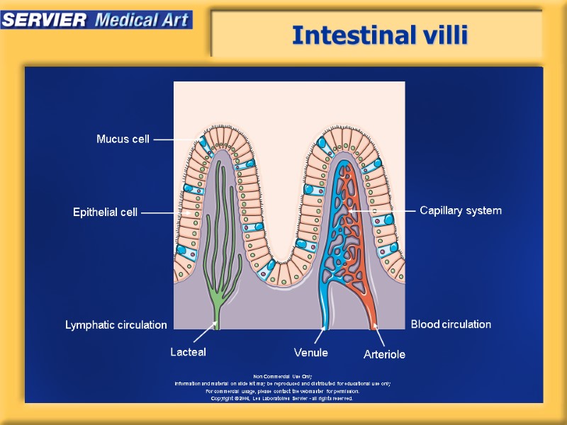 Intestinal villi Arteriole Venule Mucus cell Epithelial cell Lacteal Blood circulation Lymphatic circulation Capillary